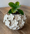 Potte, Creme Blomster Fiona skjuler, dia 17cm